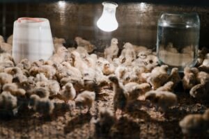 chickens in breeding cage under light bulb