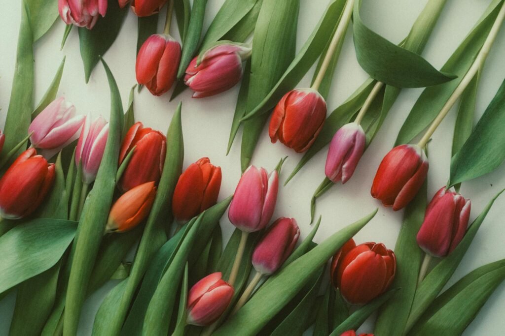 red and pink tulips in rows