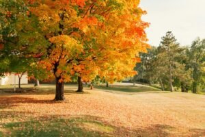 trees with orange and brown leaves on grass field