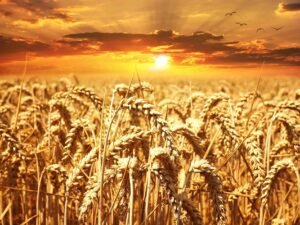 wheat field during golden hour